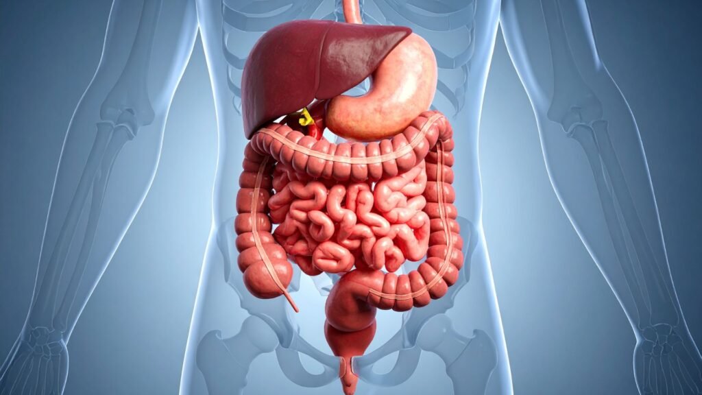 Want to Live Longer? Focus on Your Gut: The Secret Connection Between Microbes and Lifespan